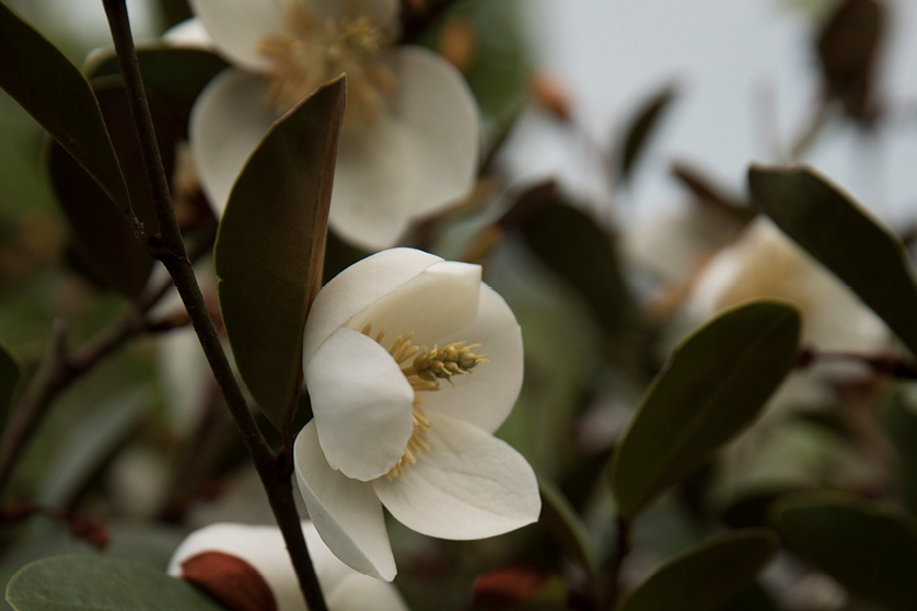 Garden designers Takapuna Auckland | Branche Landscapes