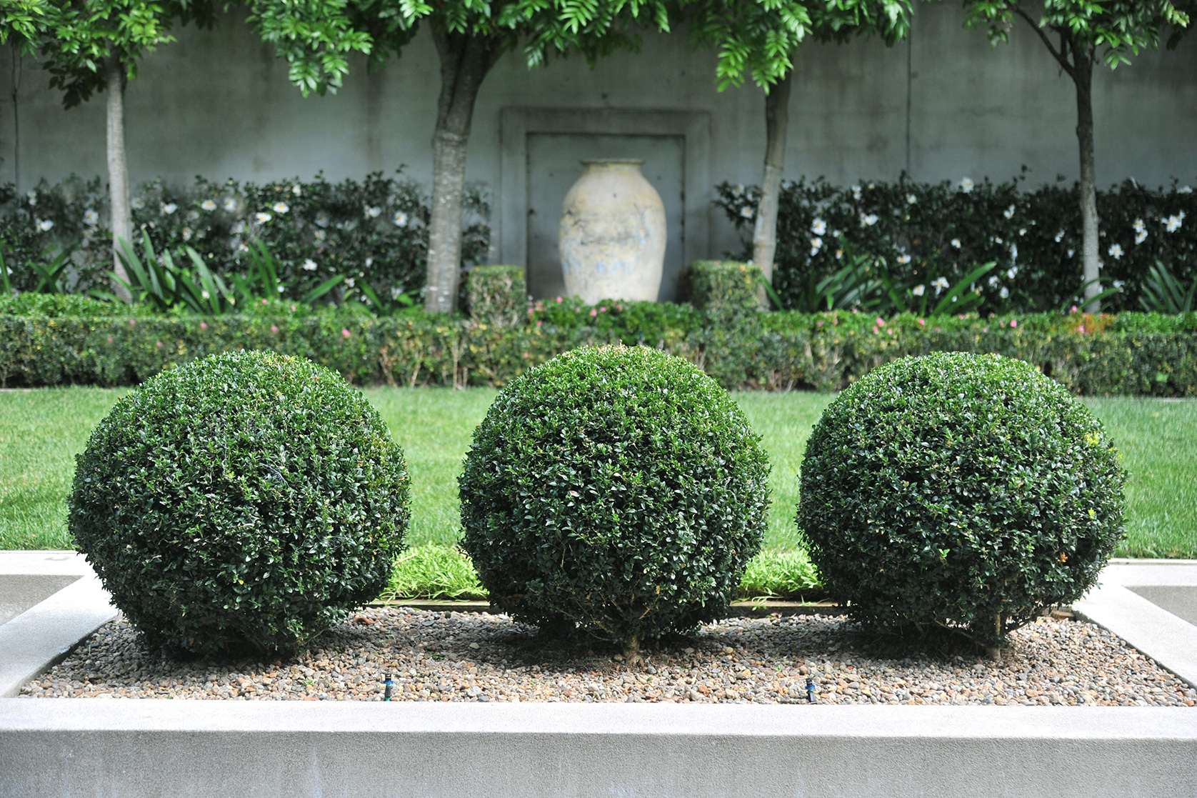 branche parnell buxus balls